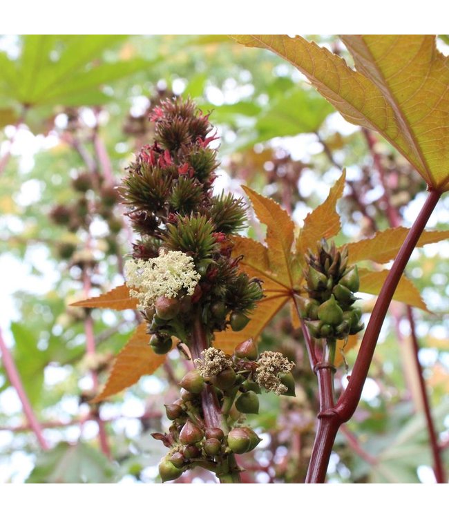 WERFZEEP Honingshampoo