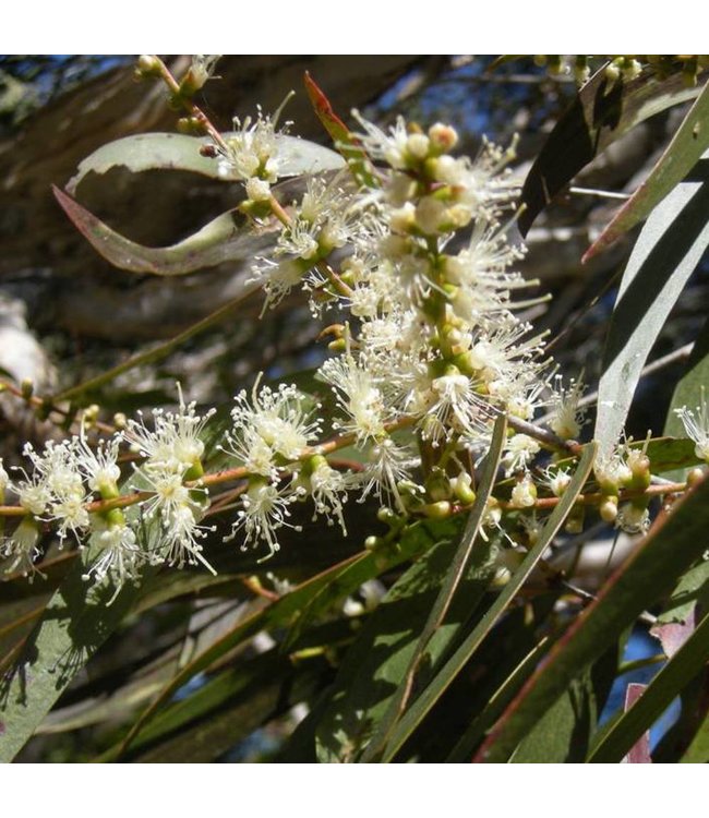 WERFZEEP Honingshampoo