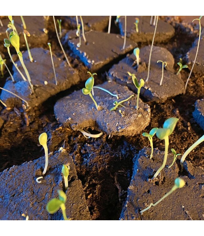 Bloom •• Flowerheart | Plantbaar hart van biologische klei