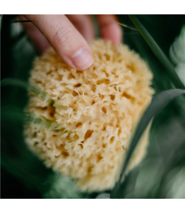 •• Natuurlijke Babyspons | Babyschwamm