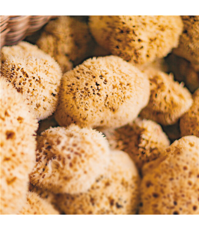 •• Natuurlijke Babyspons | Babyschwamm