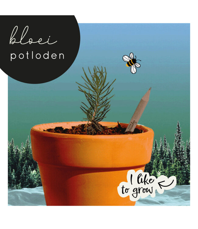 Bloom •• Bloeipotlood SINT of KERST