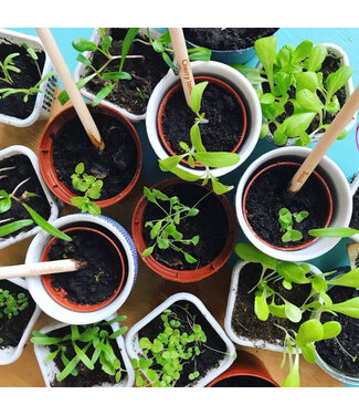 Bloom •• Bloeipotlood