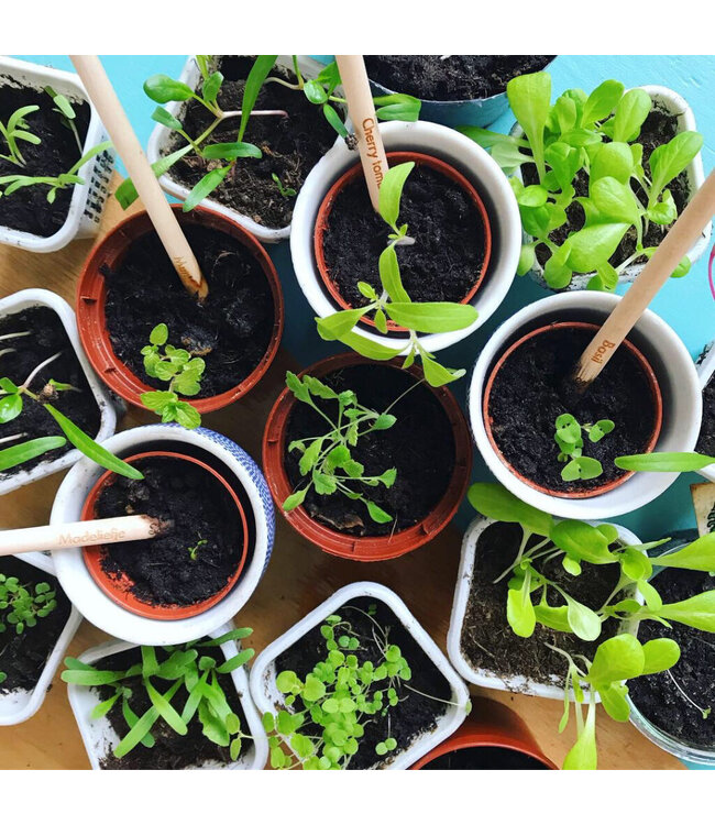 Bloom •• Bloeipotlood