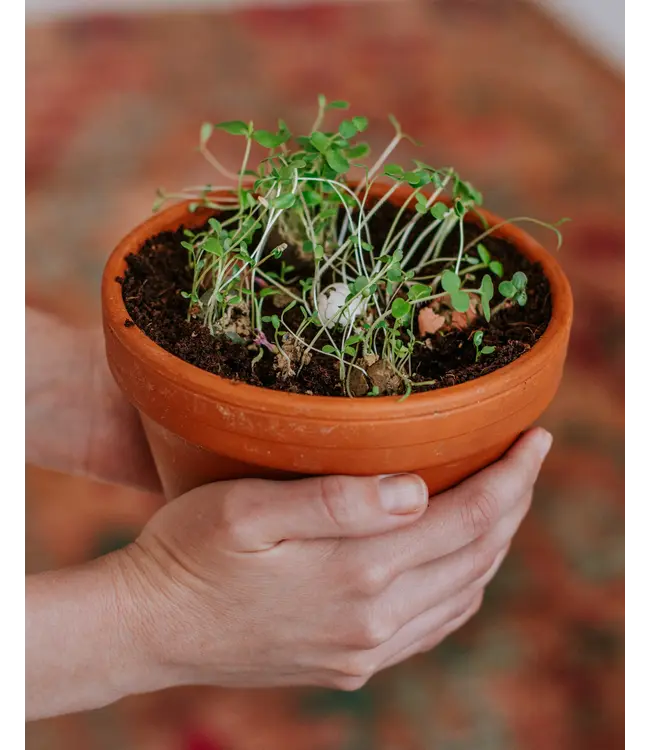 BLOSSOMBS •• Gift Box Mini | Groetjes