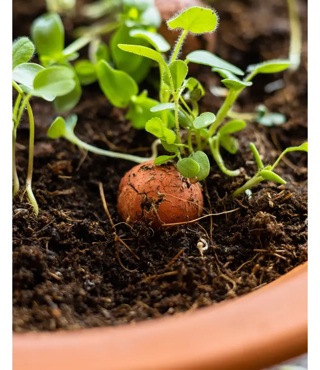 BLOSSOMBS •• Gift Box Mini | Groetjes