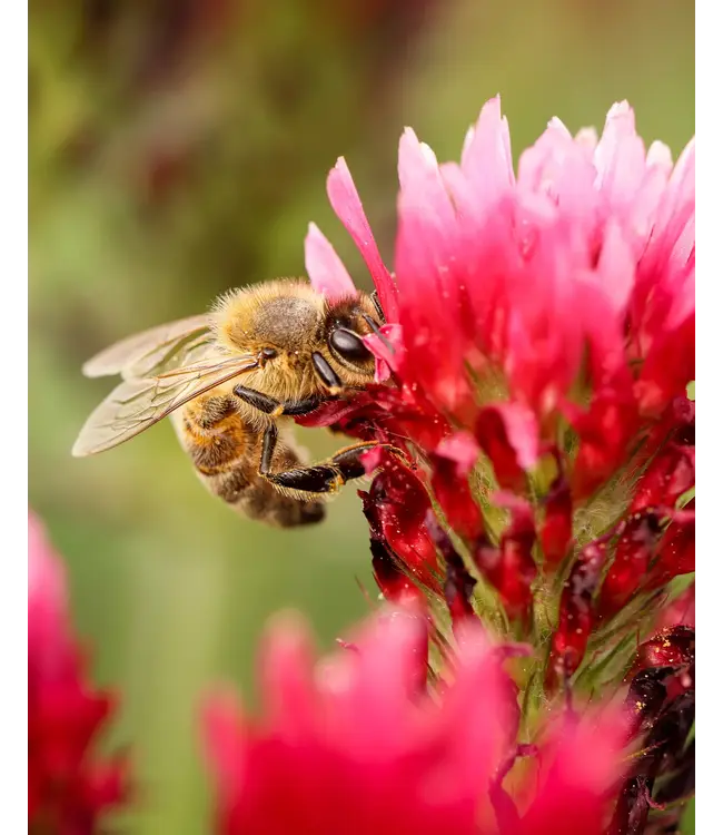 BLOSSOMBS •• Gift Box Mini | Groetjes