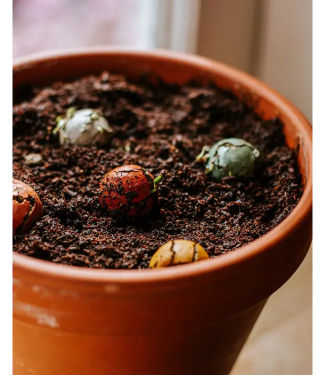 BLOSSOMBS •• Gift Box Mini | Geluk is een tuintje vol Bloemen