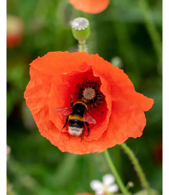 BLOSSOMBS •• Gift Box Mini | Geluk is een tuintje vol Bloemen