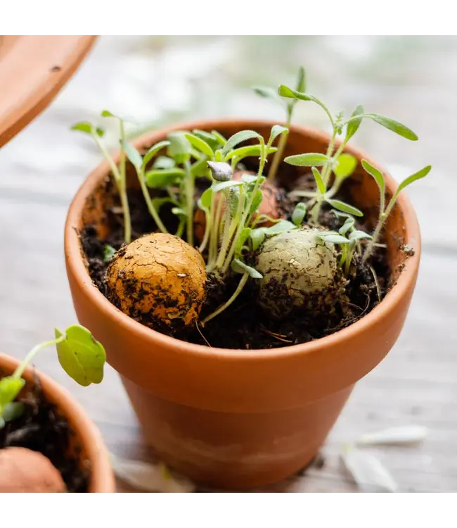 BLOSSOMBS •• Gift Box Mini |Bloemen voor je verjaardag