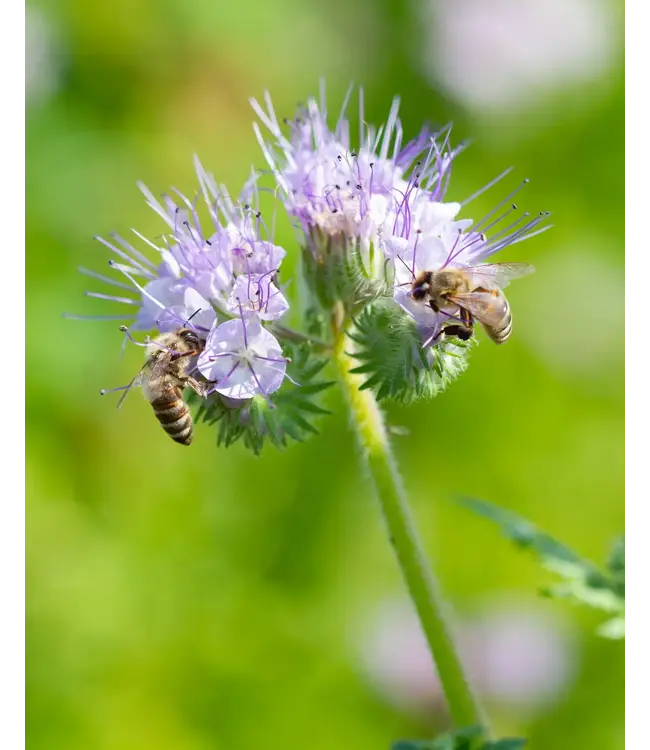 BLOSSOMBS •• Gift Box Mini | Ik vind je lief