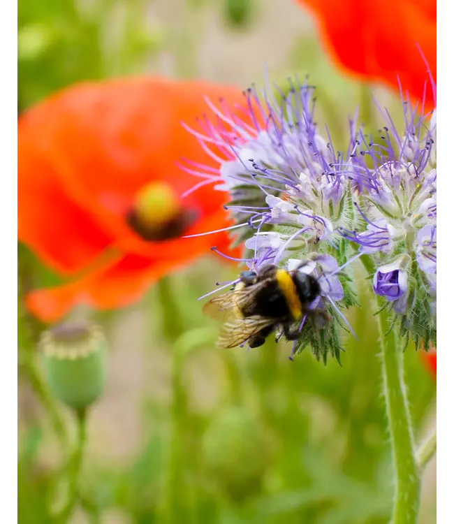 BLOSSOMBS •• Gift Box Mini | Ik vind je lief