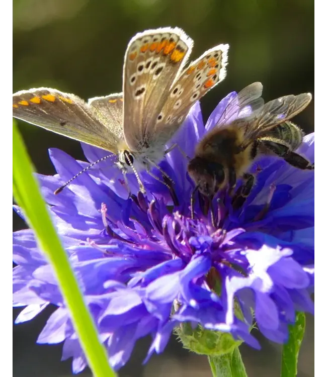 BLOSSOMBS •• Gift Box Mini | Bedankt