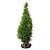 Lebensbaum Thuja Brabant (160cm/180cm)