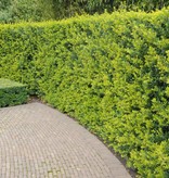 Lebensbaum Thuja Brabant Konifer (160cm/180cm)