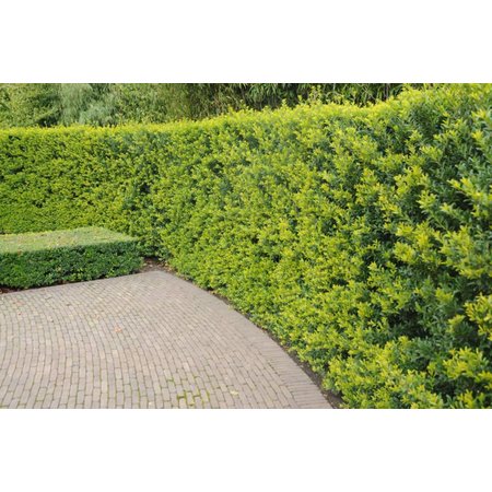 Lebensbaum Thuja Brabant Konifer (160cm/180cm)