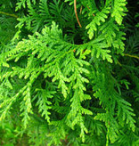 Lebensbaum Thuja Brabant Konifer (160cm/180cm)