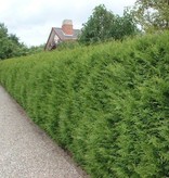 Lebensbaum Thuja Brabant Konifer (160cm/180cm)