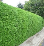 Lebensbaum Thuja Brabant Konifer (160cm/180cm)