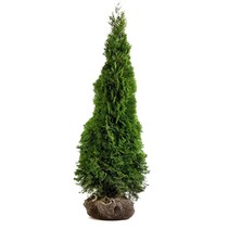 Lebensbaum Thuja Smaragd (80cm/100cm)