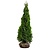 Lebensbaum Thuja Smaragd (80cm/100cm)