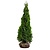Lebensbaum Thuja Smaragd (60cm/80cm)