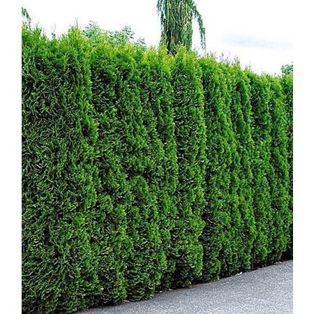 Lebensbaum Thuja Smaragd Konifer (60cm/80cm)