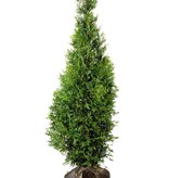 Lebensbaum Thuja Brabant Conifer  (80cm/100cm)