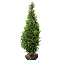 Lebensbaum Thuja Brabant (80cm/100cm)