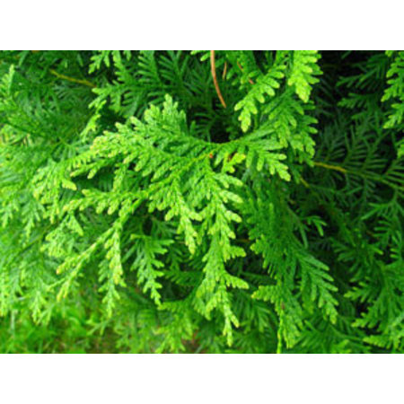 Lebensbaum Thuja Brabant Conifer  (80cm/100cm)