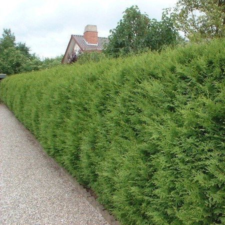 Lebensbaum Thuja Brabant Conifer  (80cm/100cm)