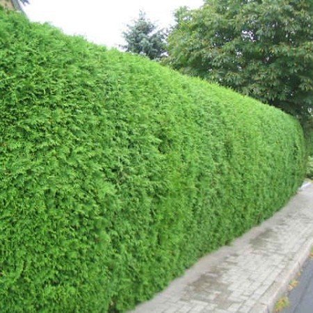 Lebensbaum Thuja Brabant Conifer  (80cm/100cm)