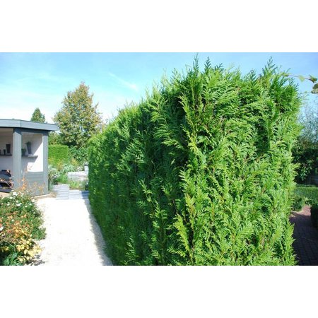 Lebensbaum Thuja Brabant Conifer  (80cm/100cm)