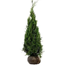 Lebensbaum Thuja Plicata Martin (80cm/100cm)
