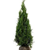 Lebensbaum  Thuja Plicata Martin Konifer (100cm/120cm)