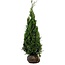 Lebensbaum  Thuja Plicata Martin Konifer (100cm/120cm)