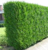 Lebensbaum  Thuja Plicata Martin Konifer (100cm/120cm)