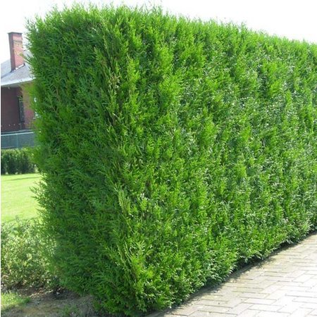 Lebensbaum  Thuja Plicata Martin Konifer (100cm/120cm)