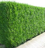 Lebensbaum  Thuja Plicata Martin Konifer (100cm/120cm)