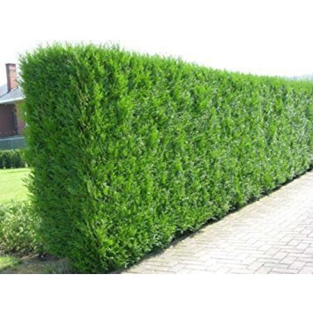 Lebensbaum  Thuja Plicata Martin Konifer (100cm/120cm)