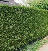 Lebensbaum  Thuja Plicata Martin Konifer (100cm/120cm)