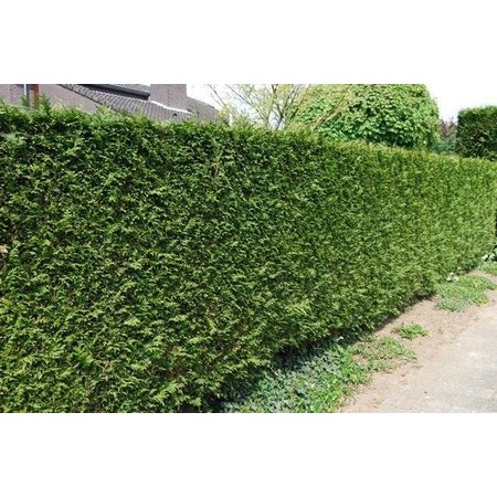 Lebensbaum  Thuja Plicata Martin Konifer (100cm/120cm)