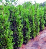 Lebensbaum  Thuja Plicata Martin Konifer (100cm/120cm)