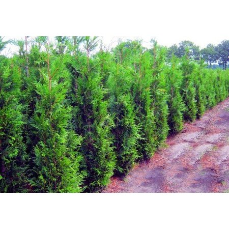 Lebensbaum  Thuja Plicata Martin Konifer (100cm/120cm)