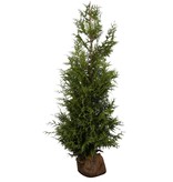 Lebensbaum  Thuja Plicata Excelsa Konifer (80cm/100cm)