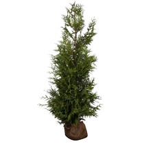 Lebensbaum Thuja Plicata Excelsa (80cm/100cm)