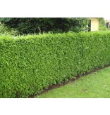 Lebensbaum  Thuja Plicata Excelsa Konifer (80cm/100cm)
