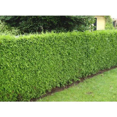 Lebensbaum  Thuja Plicata Excelsa Konifer (80cm/100cm)