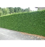 Lebensbaum  Thuja Plicata Excelsa Konifer (80cm/100cm)