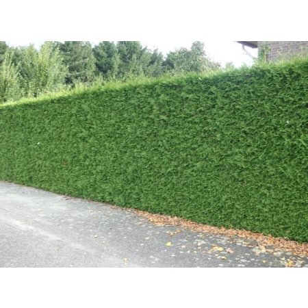 Lebensbaum  Thuja Plicata Excelsa Konifer (80cm/100cm)